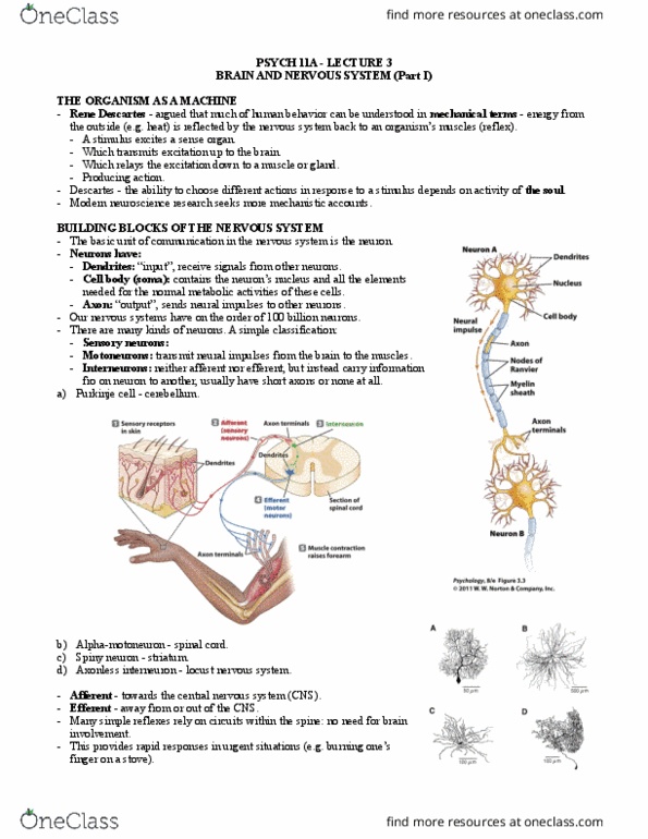 PSYCH 9A Chapter Notes - Chapter Chapter 3: Central Nervous System, Purkinje Cell, Neuroglia thumbnail